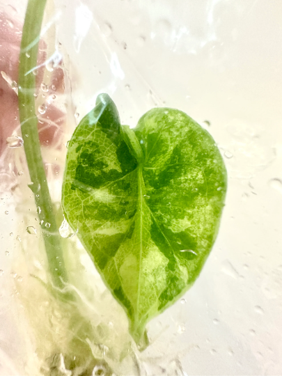 Alocasia Dragon Scale Variegated Tissue Culture Plant 1 PCS.
