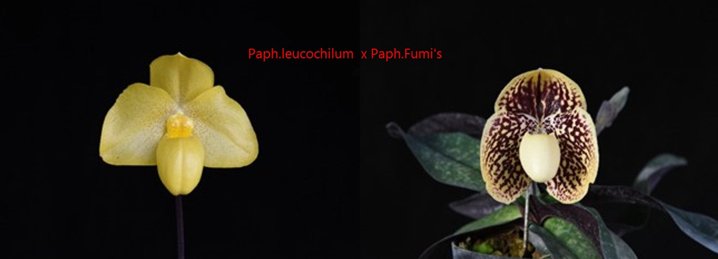 Paphiopedilum leucochilum x Paphiopedilum Fumi's TC 25 pcs.