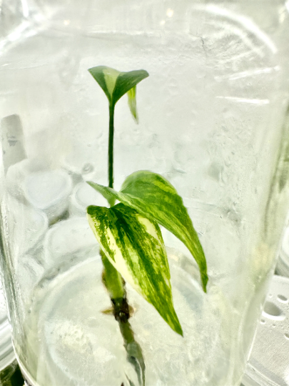 monstera tissue culture Monstera Aurea Tissue Culture Plant 1 PCS. – TINYPLANT1681 TC