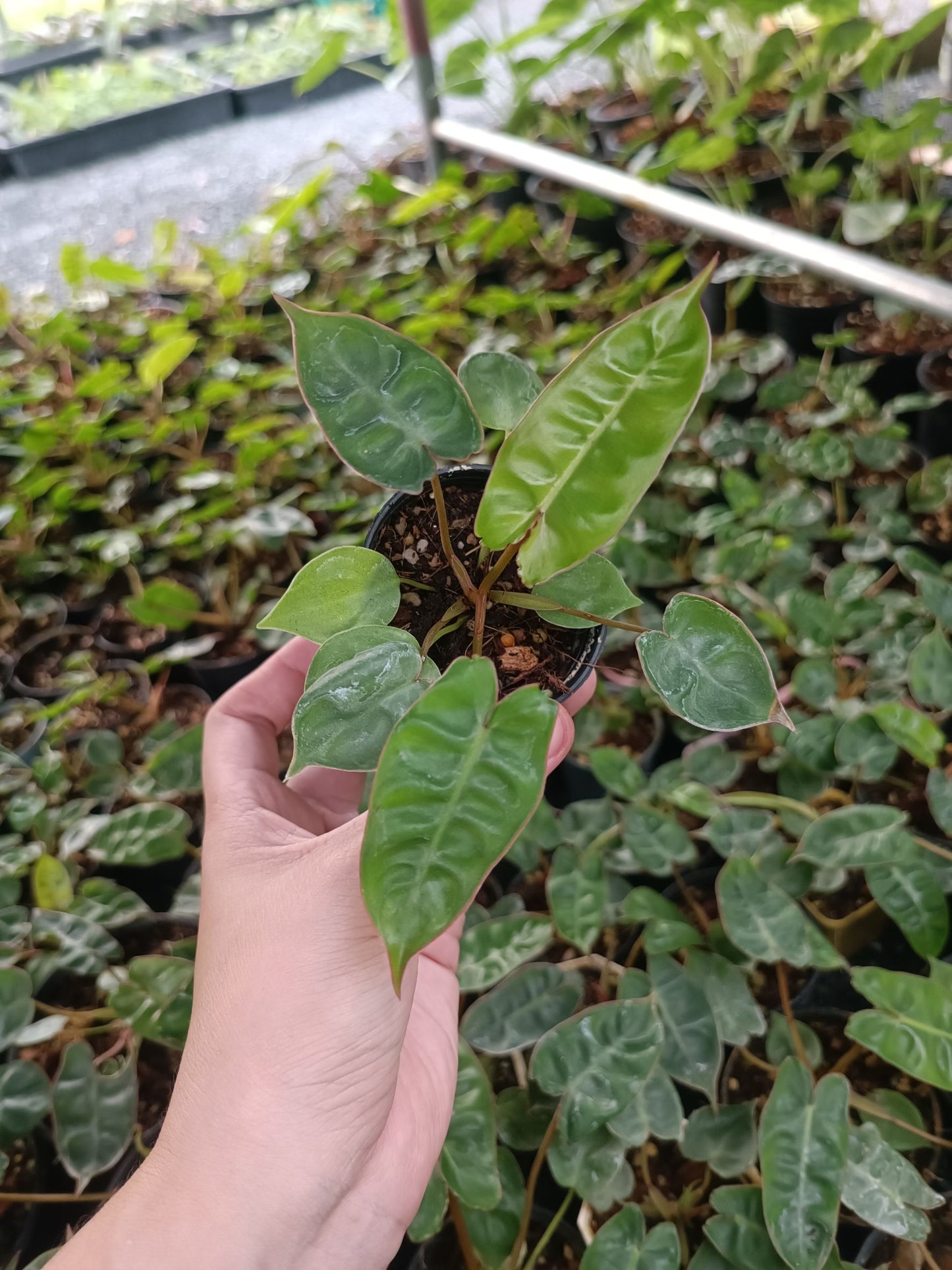 Tillandsia Bulbosa Tissue Culture Plants 10 PCS.