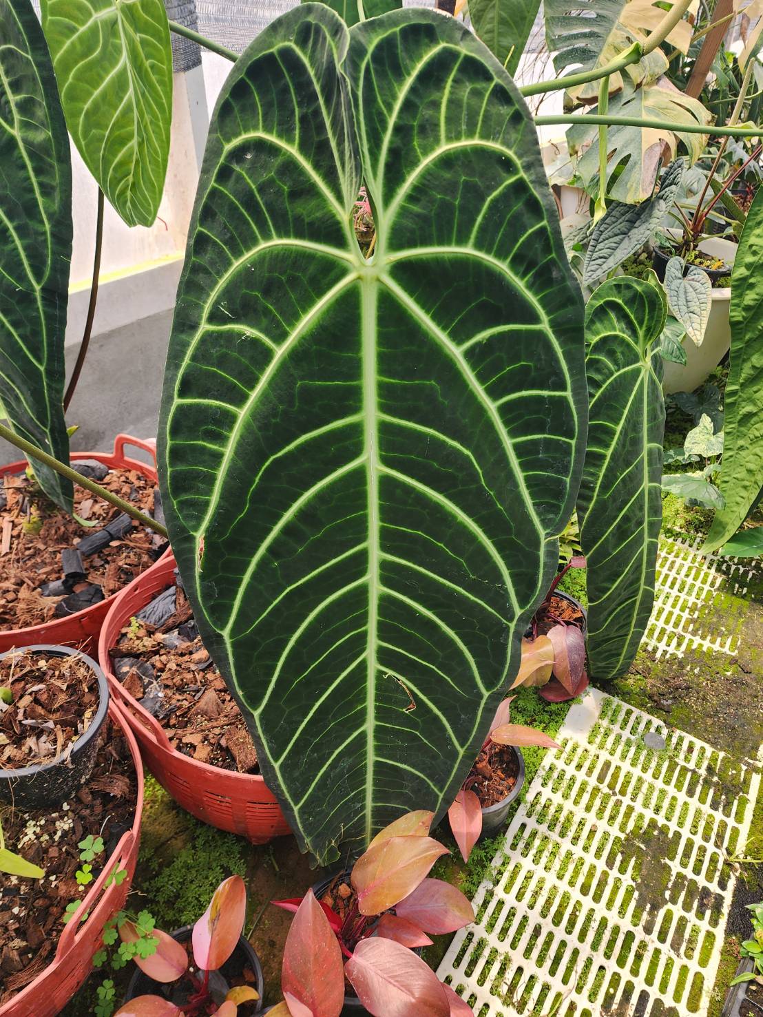 Anthurium Warocqueanum (queen) Tissue Culture Plant 1 PCS.