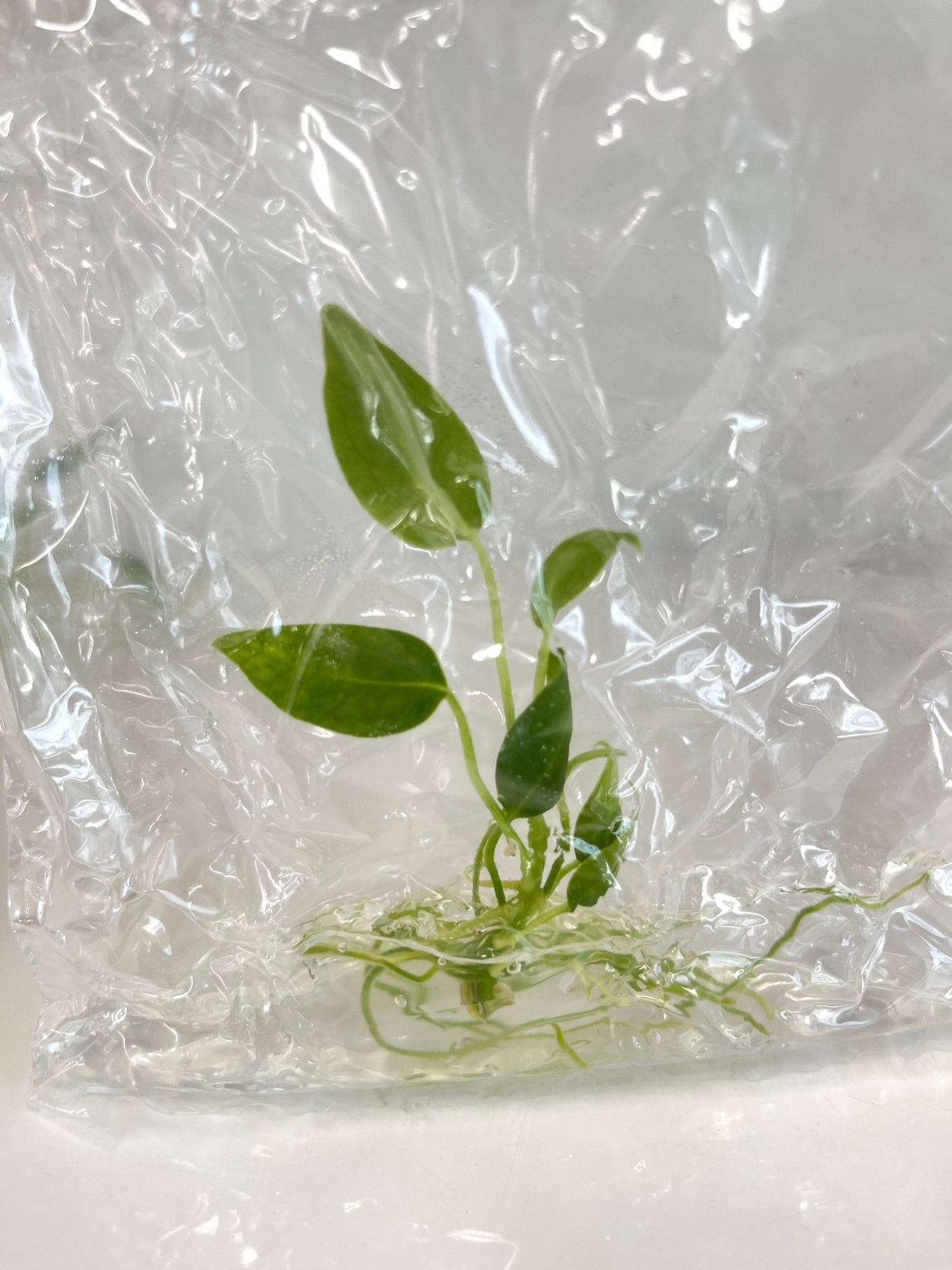 Anthurium Warocqueanum (queen) Tissue Culture Plant 1 PCS.