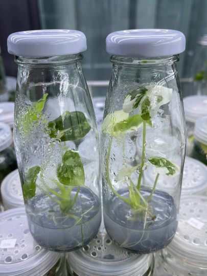 Alocasia Frydek Variegated Tissue Culture Plant 1 PCS