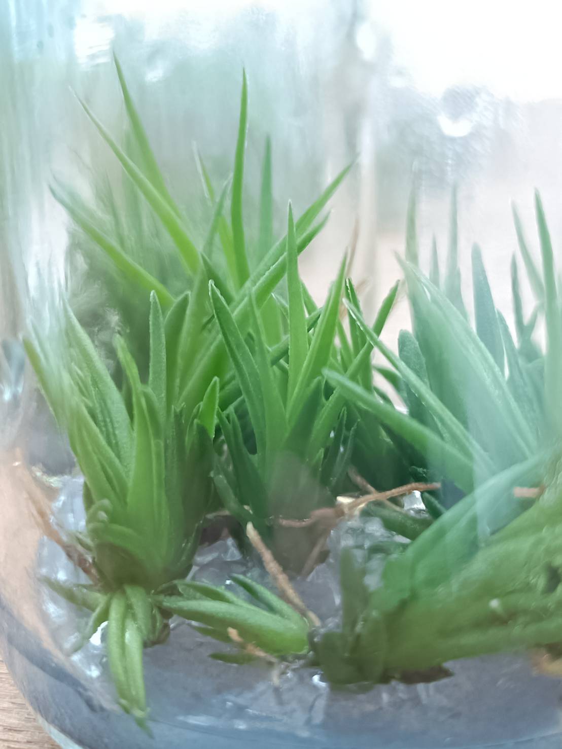 Tillandsia Bulbosa Tissue Culture Plants 10 PCS.