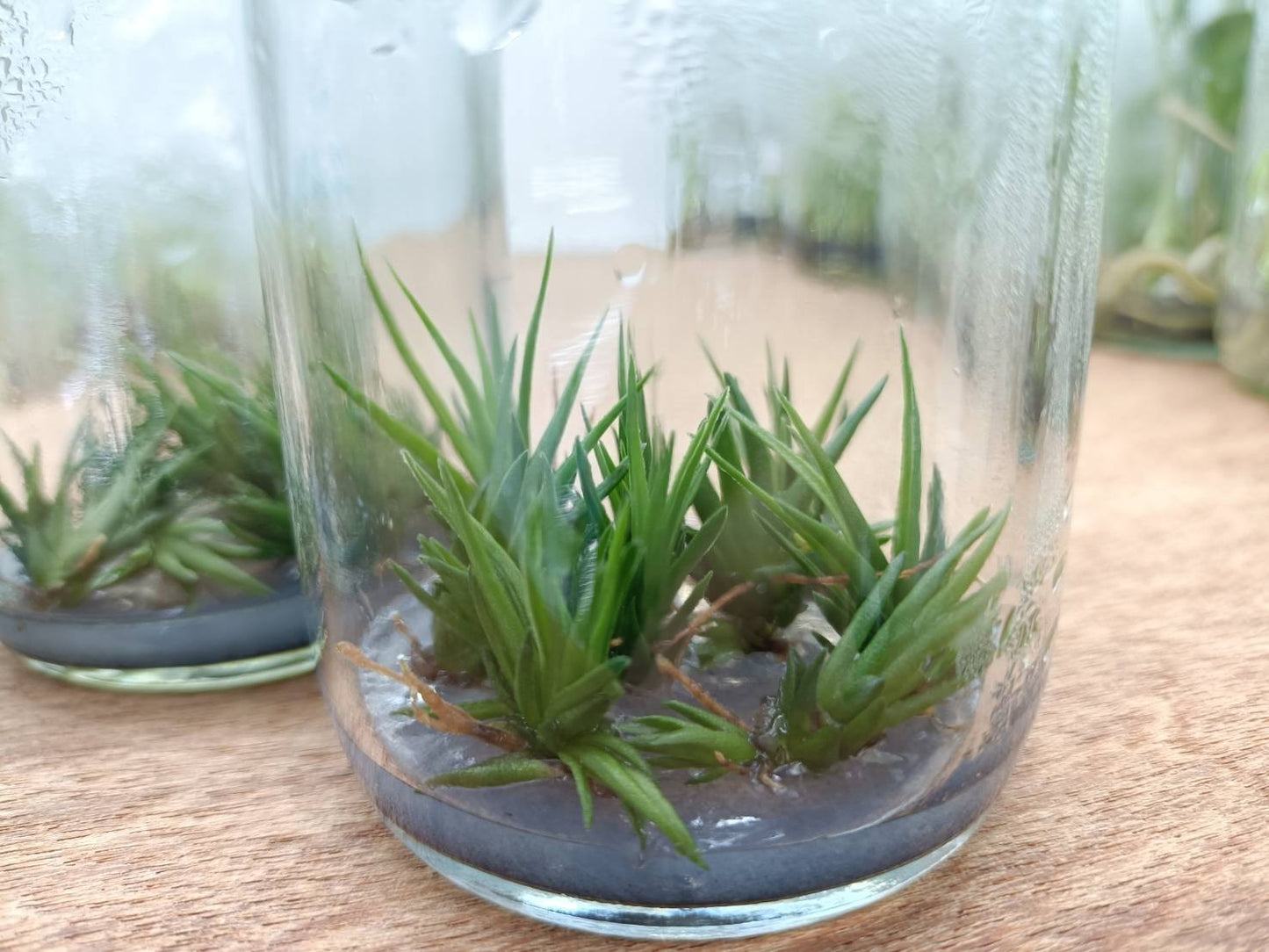 Tillandsia Bulbosa Tissue Culture Plants 10 PCS.