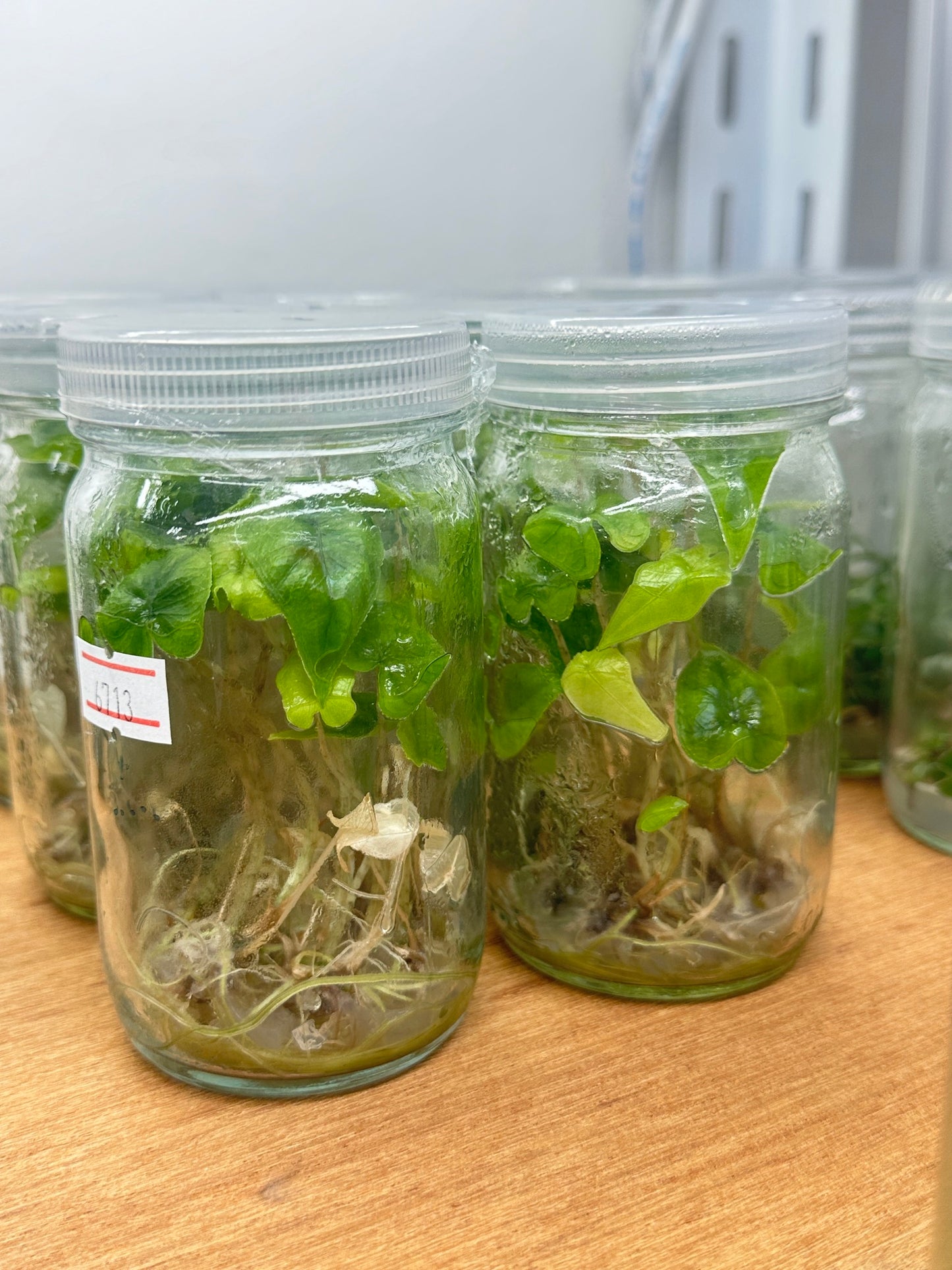 Tillandsia Bulbosa Tissue Culture Plants 10 PCS.