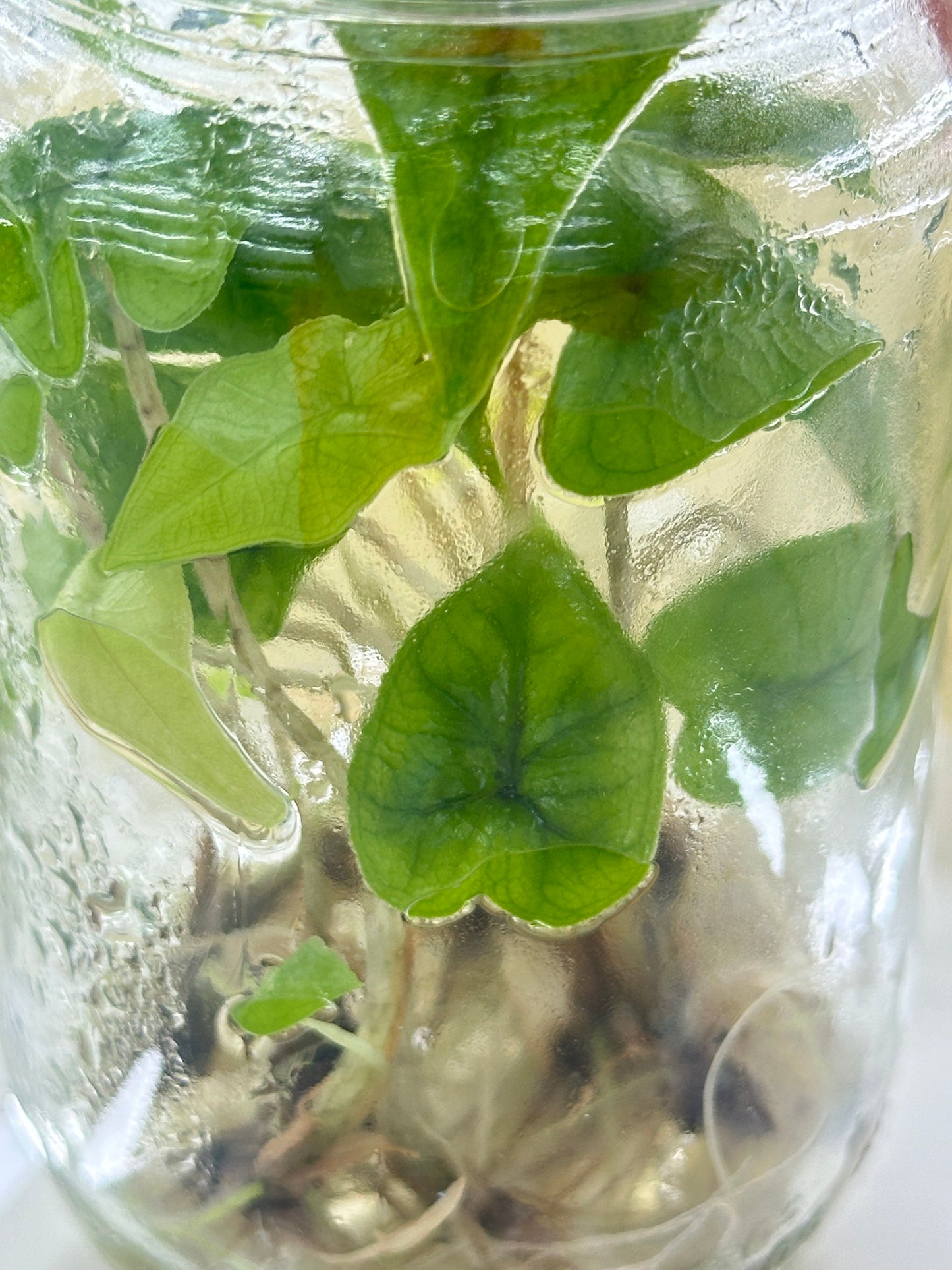 Tillandsia Bulbosa Tissue Culture Plants 10 PCS.