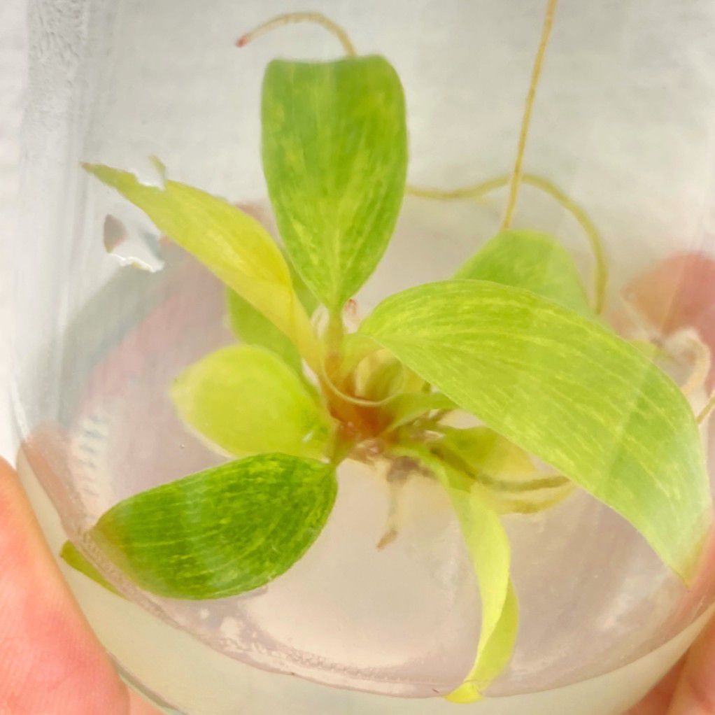Philodendron Painted Lady Tissue Culture Plants 1 PCS.