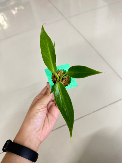 Philodendron Spiritus Sancti Mature Plant 1 PCS.