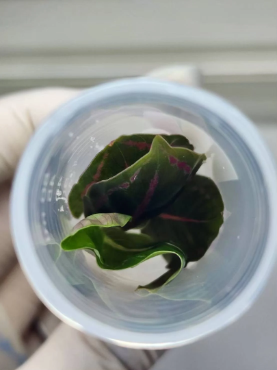 Calathea Roseopicta Eclipse Tissue Culture Plant 1 PCS.