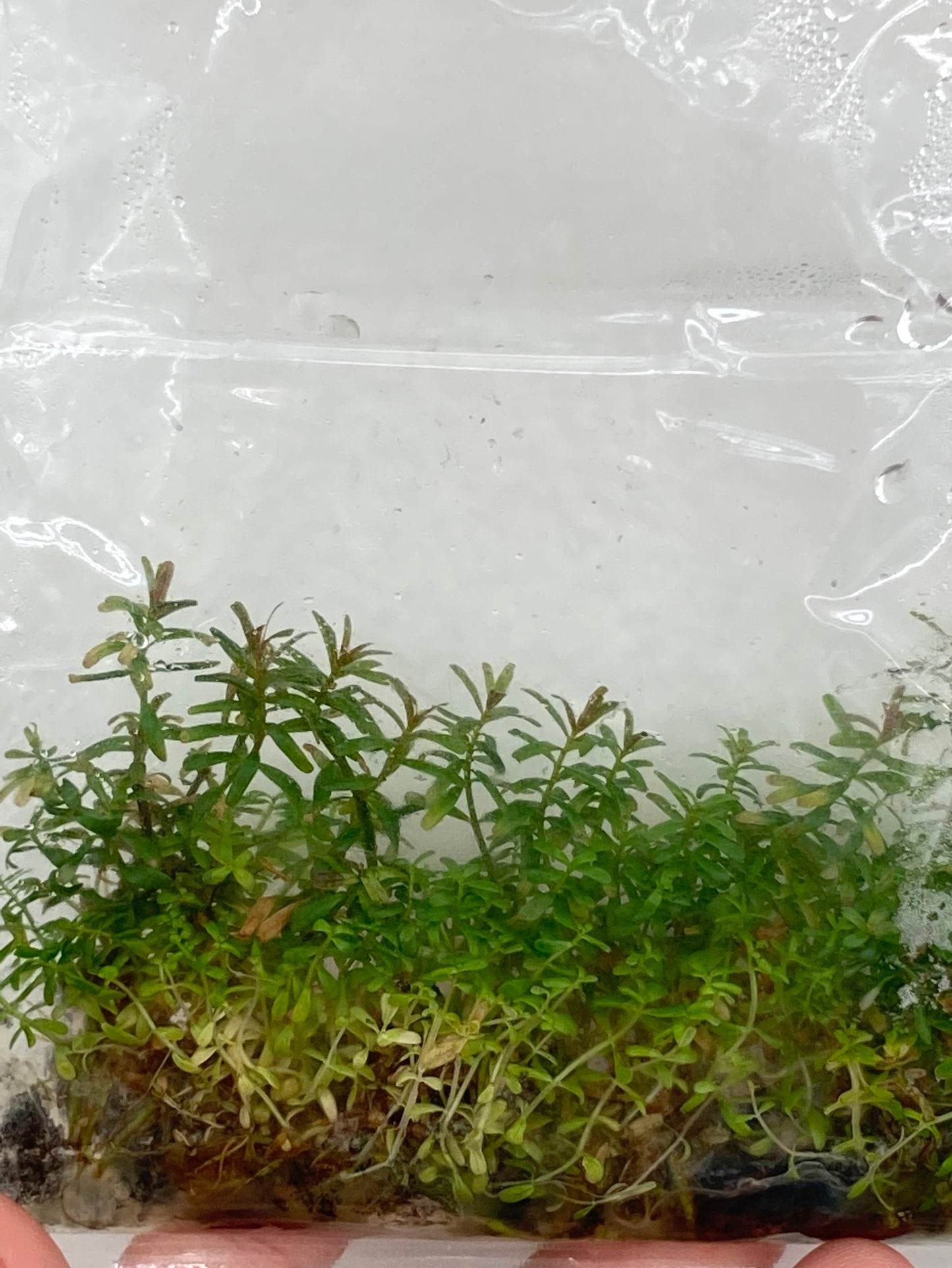 Rotala hra TC 5 pcs
