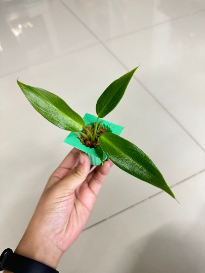 Philodendron Spiritus Sancti Mature Plant 1 PCS.