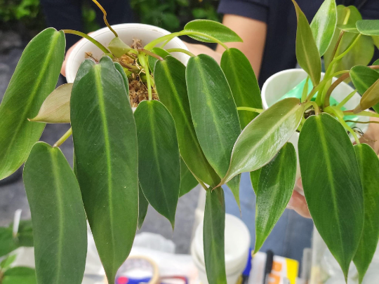 Philodendron Spiritus Sancti Mature Plant 1 PCS.