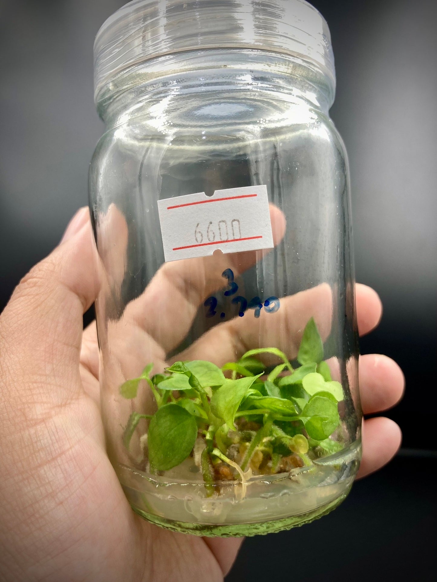 Anthurium Magnificum Tissue Culture Plants 10 PCS.