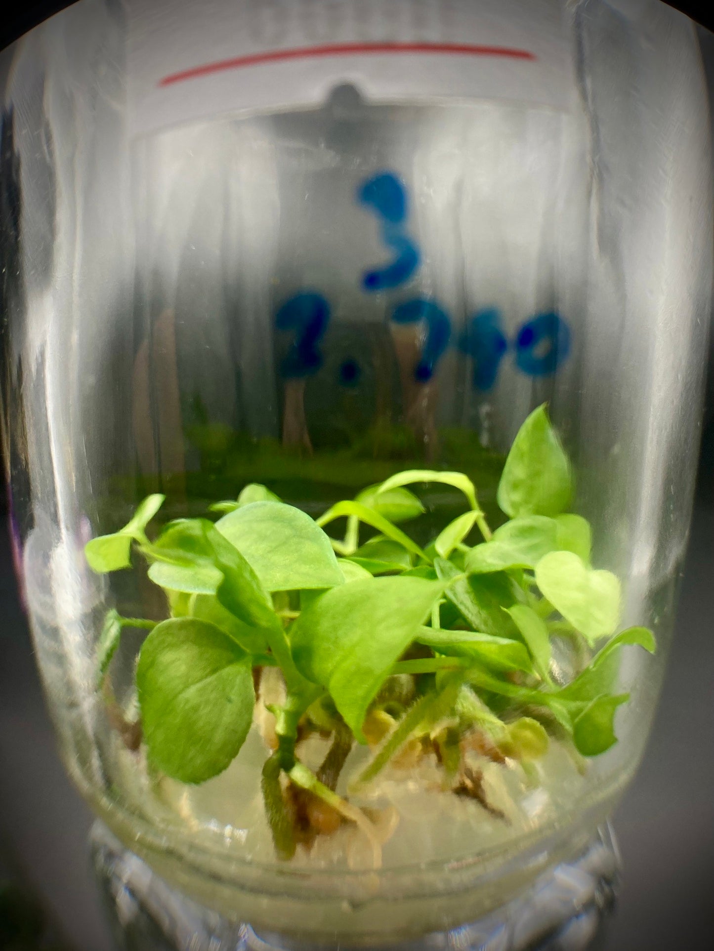 Anthurium Magnificum Tissue Culture Plants 10 PCS.