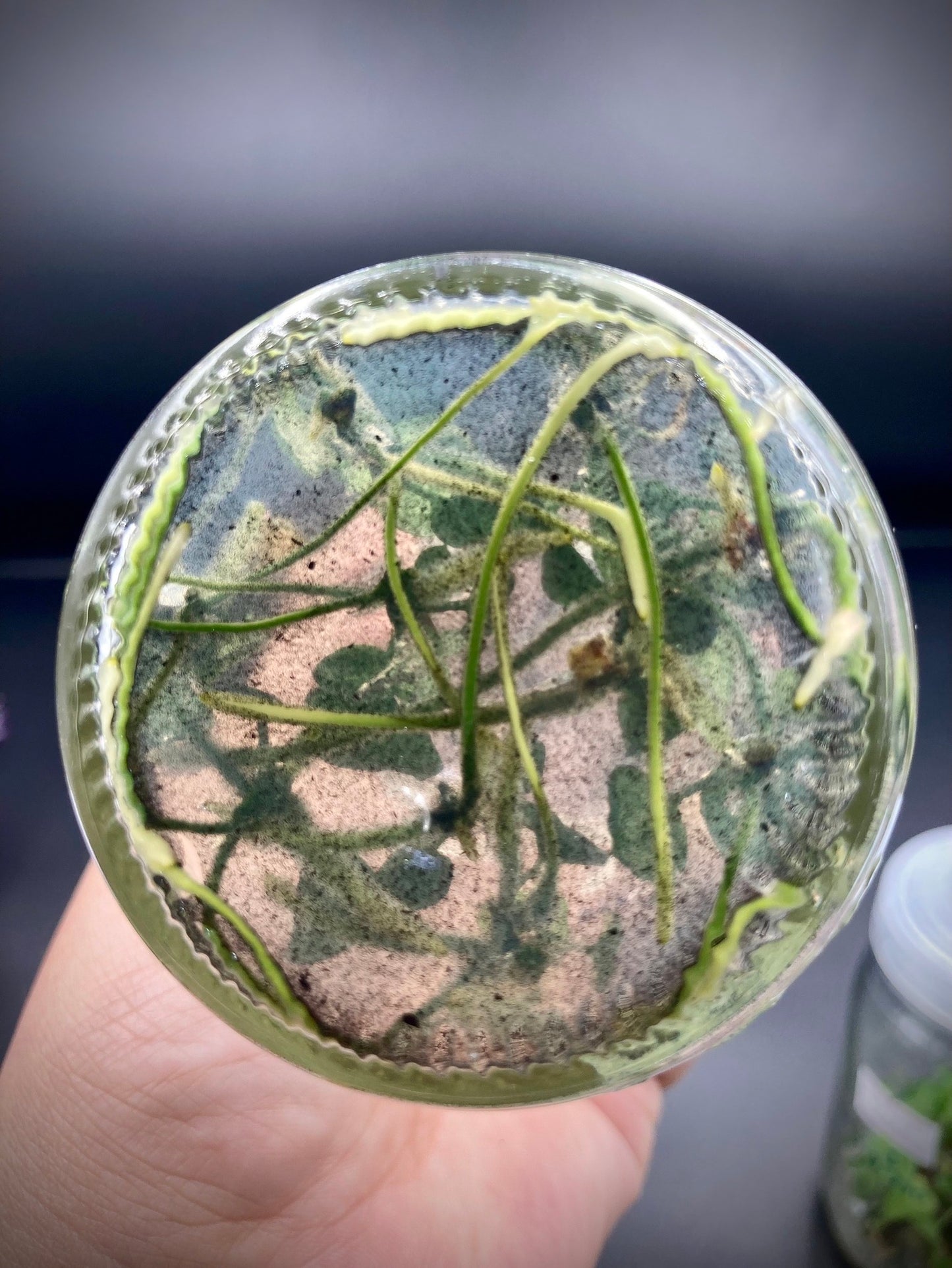 Anthurium Magnificum Tissue Culture Plants 10 PCS.