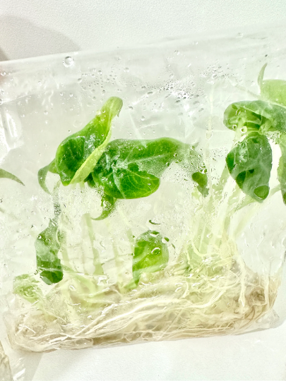 Alocasia Melo Tissue Culture Plants 10 PCS.