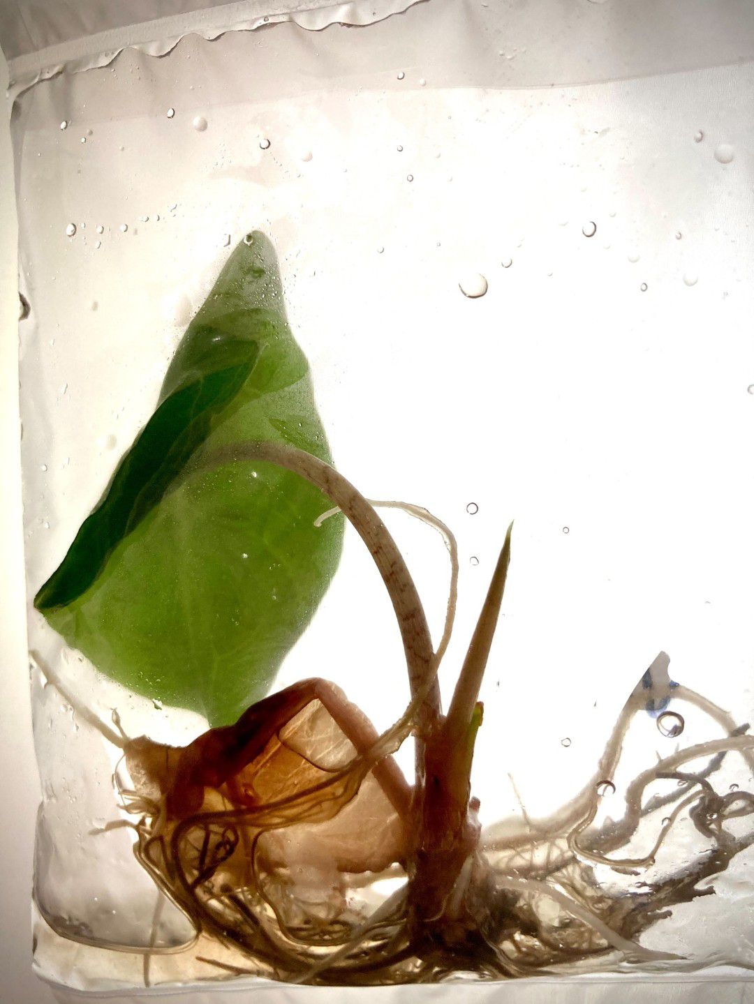 Alocasia Venom Tissue Culture Plant 1 pcs.