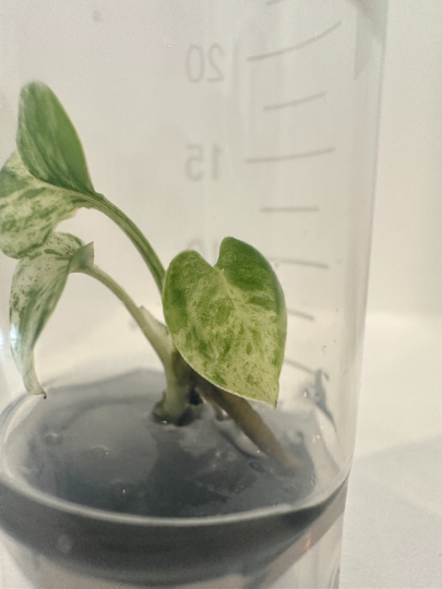 Epipremnum Pinnatum Marble Variegated Tissue Culture Plant 1 PCS.