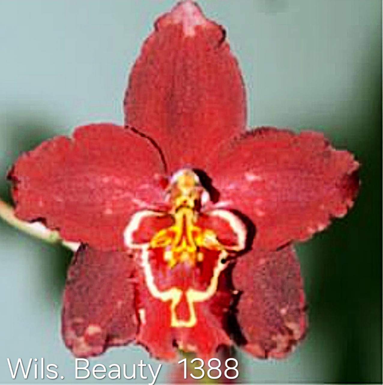 Oncidium Wils Beauty Bag 3 plants Tissue Culture Orchid