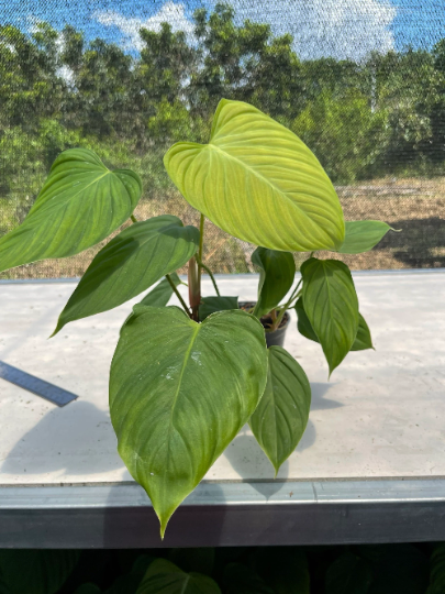 Philodendron Nangaritense Tissue Culture Plants 10 PCS.