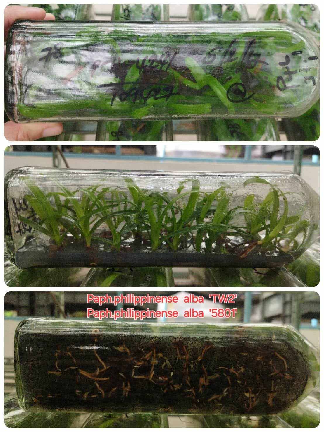 Paphiopedilum philippinense alba   x Paphiopedilum philippinense alba TC 25 pcs.