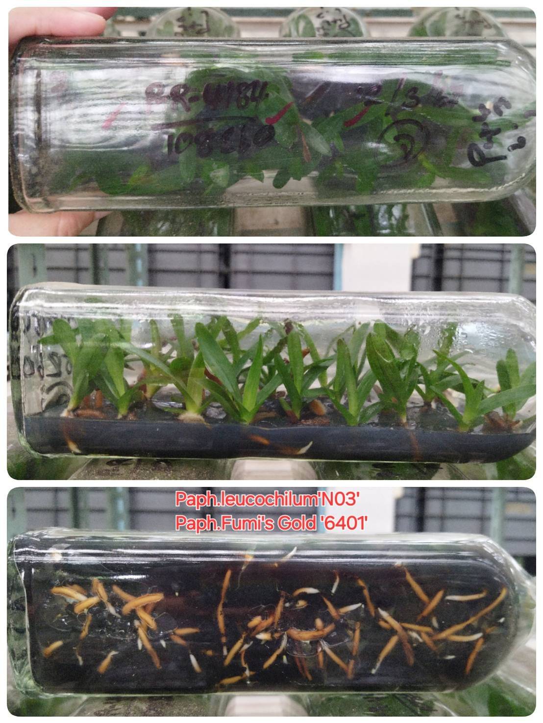 Paphiopedilum leucochilum x Paphiopedilum Fumi's TC 25 pcs.