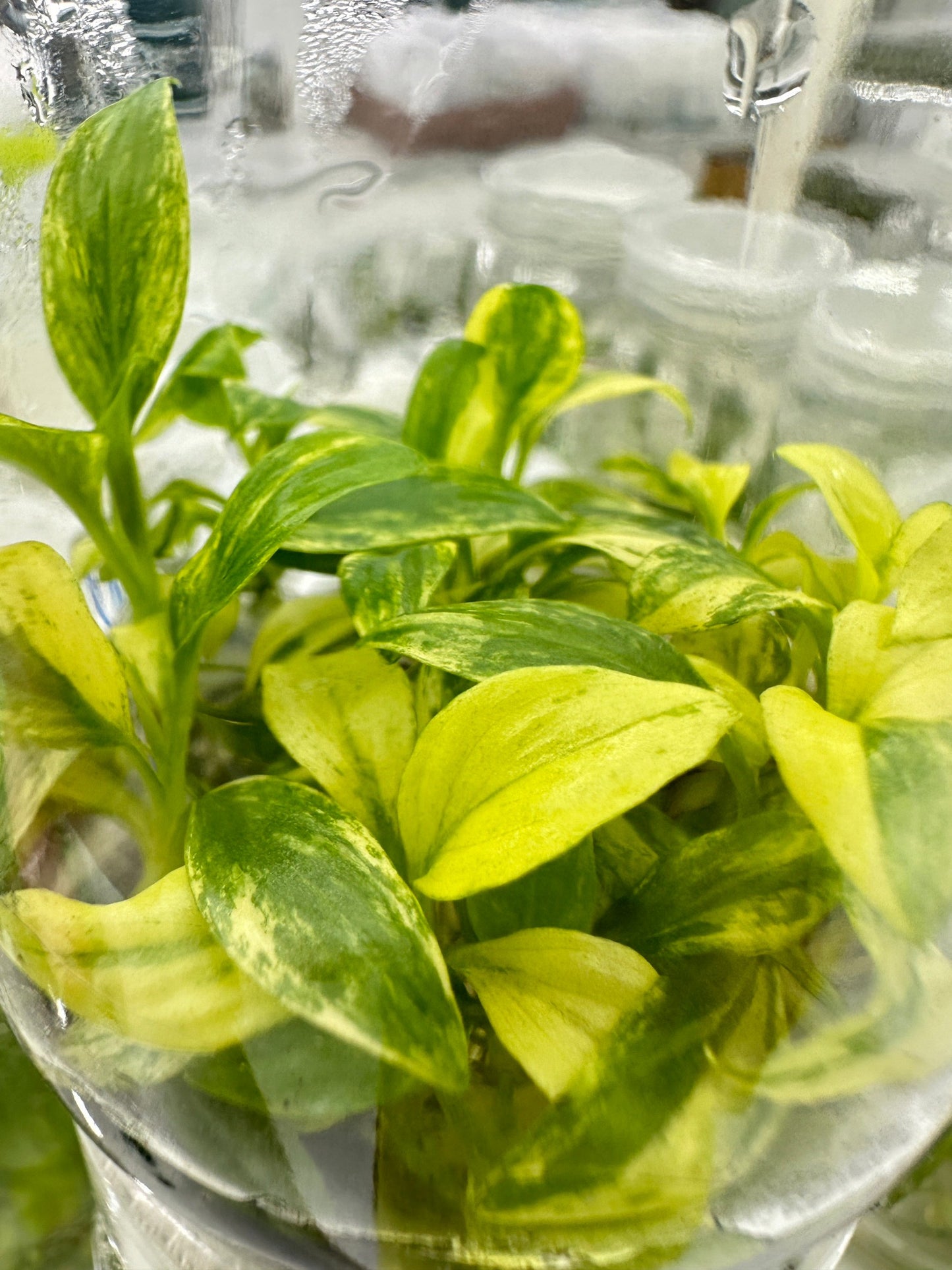Homalomena Rubescens Variegated Tissue Culture Plant 1 PCS.