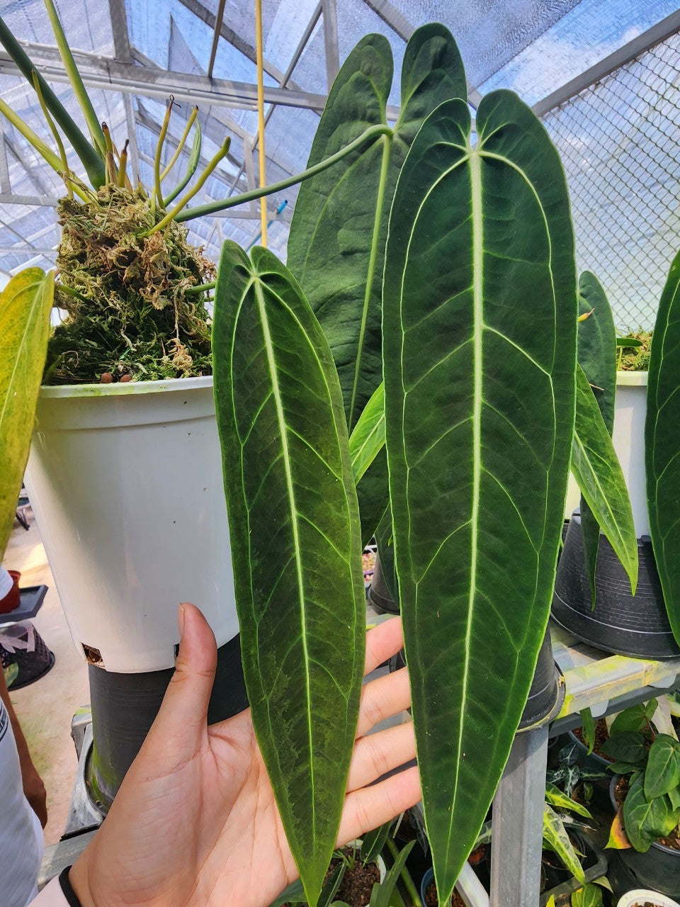 mature anthurium Anthurium Warocqueanum Mature plant 1 pcs. ( Pot 3")