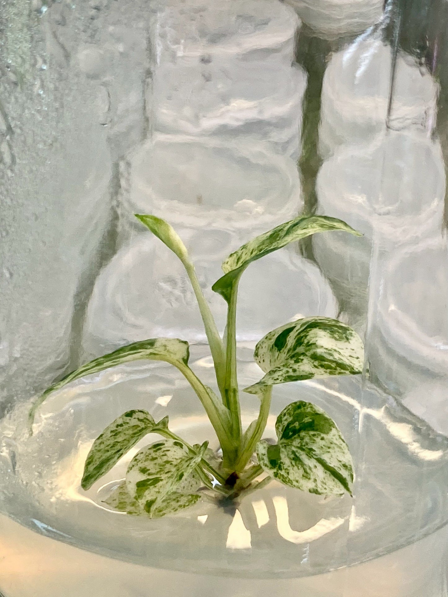 Epipremnum Pinnatum Mable Variegated Tissue Culture Plants 1 PCS