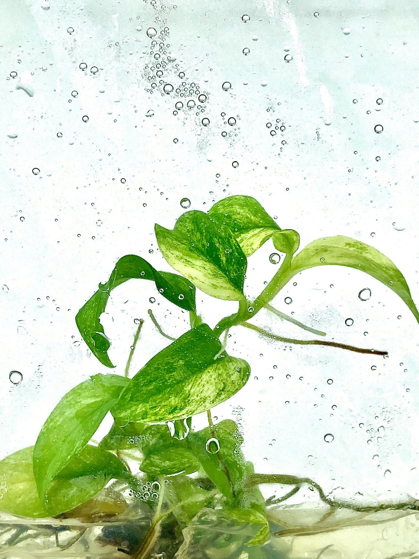 Rhaphidophora puberula Variegated Tissue Culture Plants 1 PCS