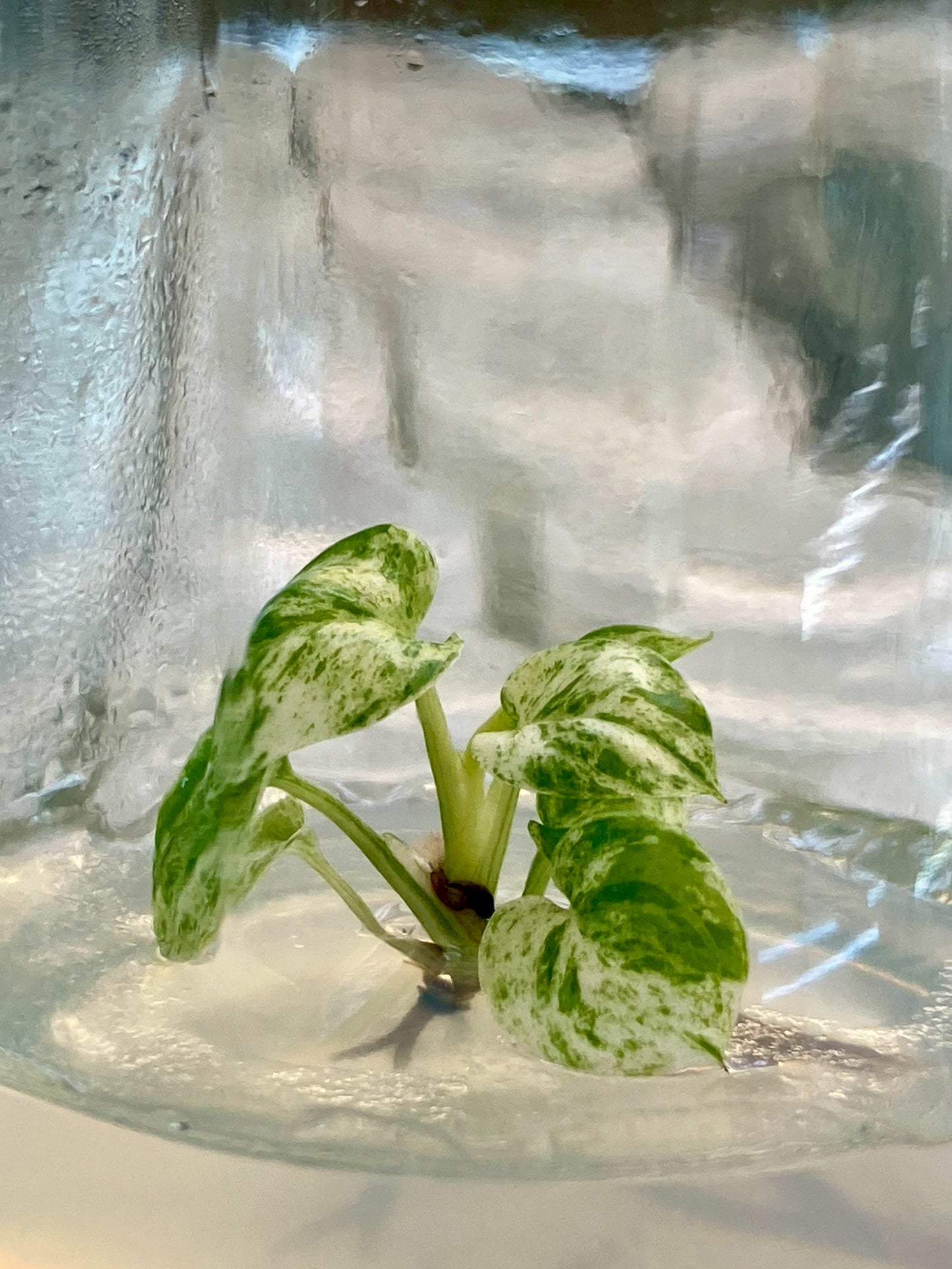 Epipremnum Pinnatum Mable Variegated Tissue Culture Plants 1 PCS