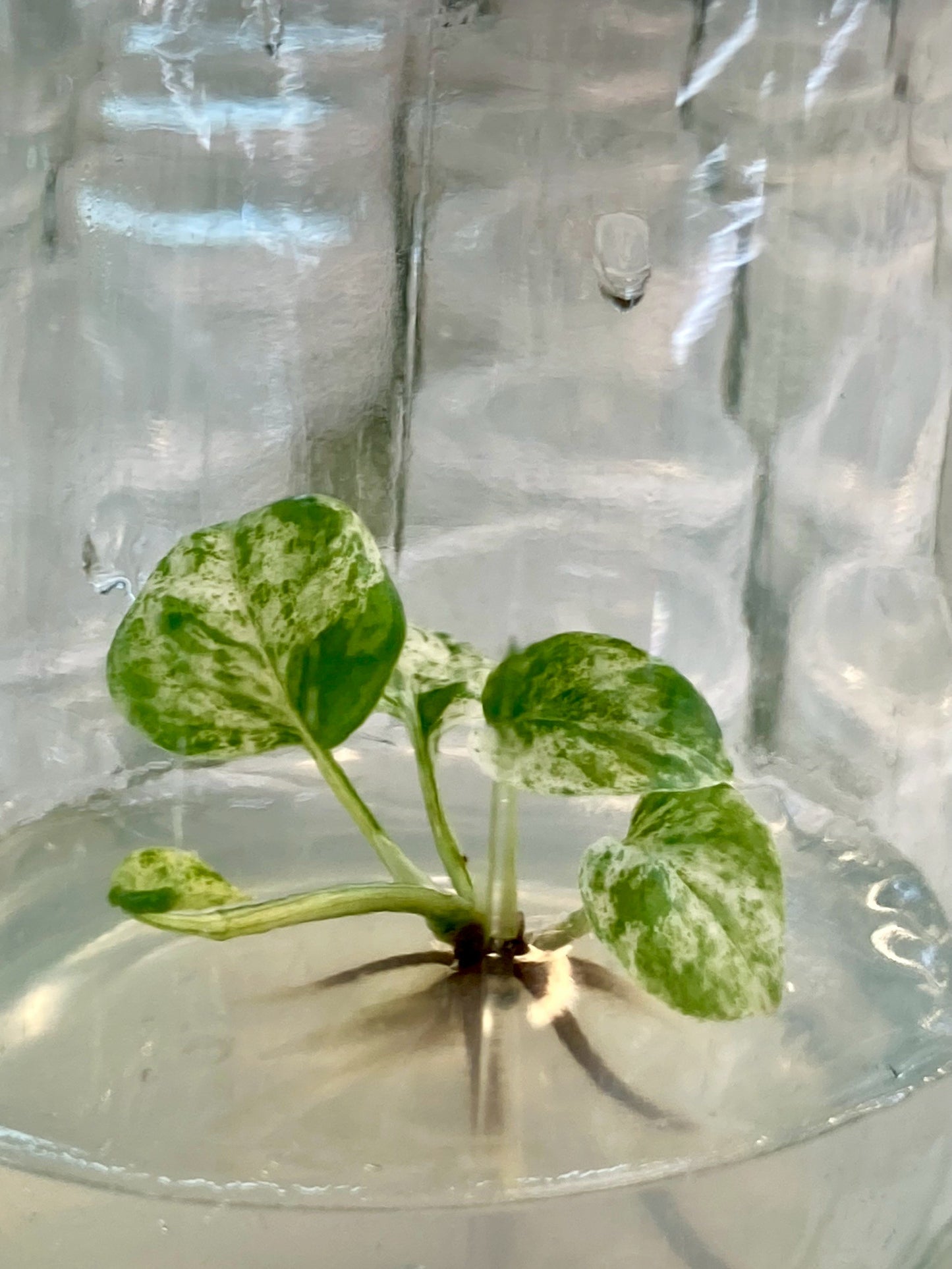 Epipremnum Pinnatum Mable Variegated Tissue Culture Plants 1 PCS