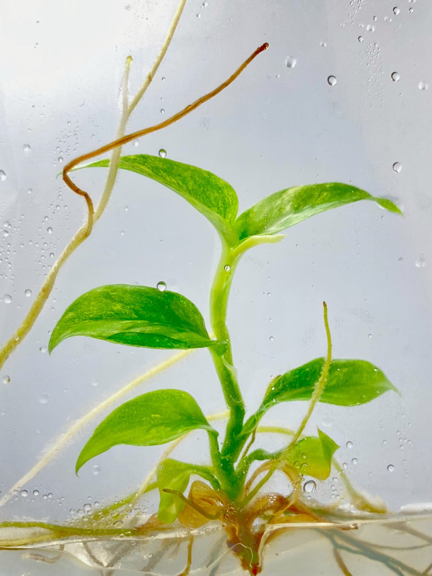Rhaphidophora puberula Variegated Tissue Culture Plants 1 PCS