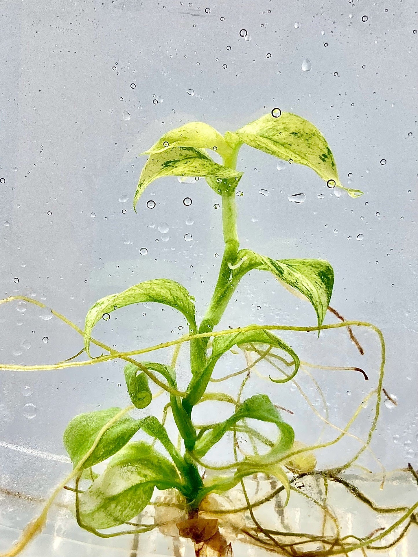 Rhaphidophora puberula Variegated Tissue Culture Plants 1 PCS