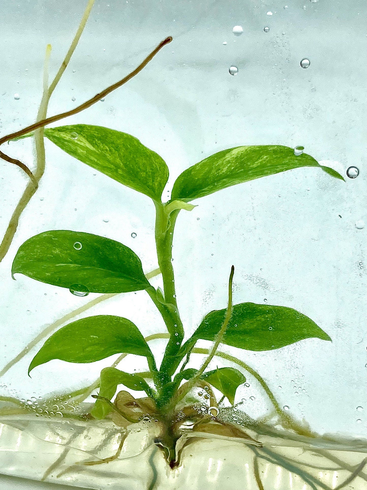 Rhaphidophora puberula Variegated Tissue Culture Plants 1 PCS