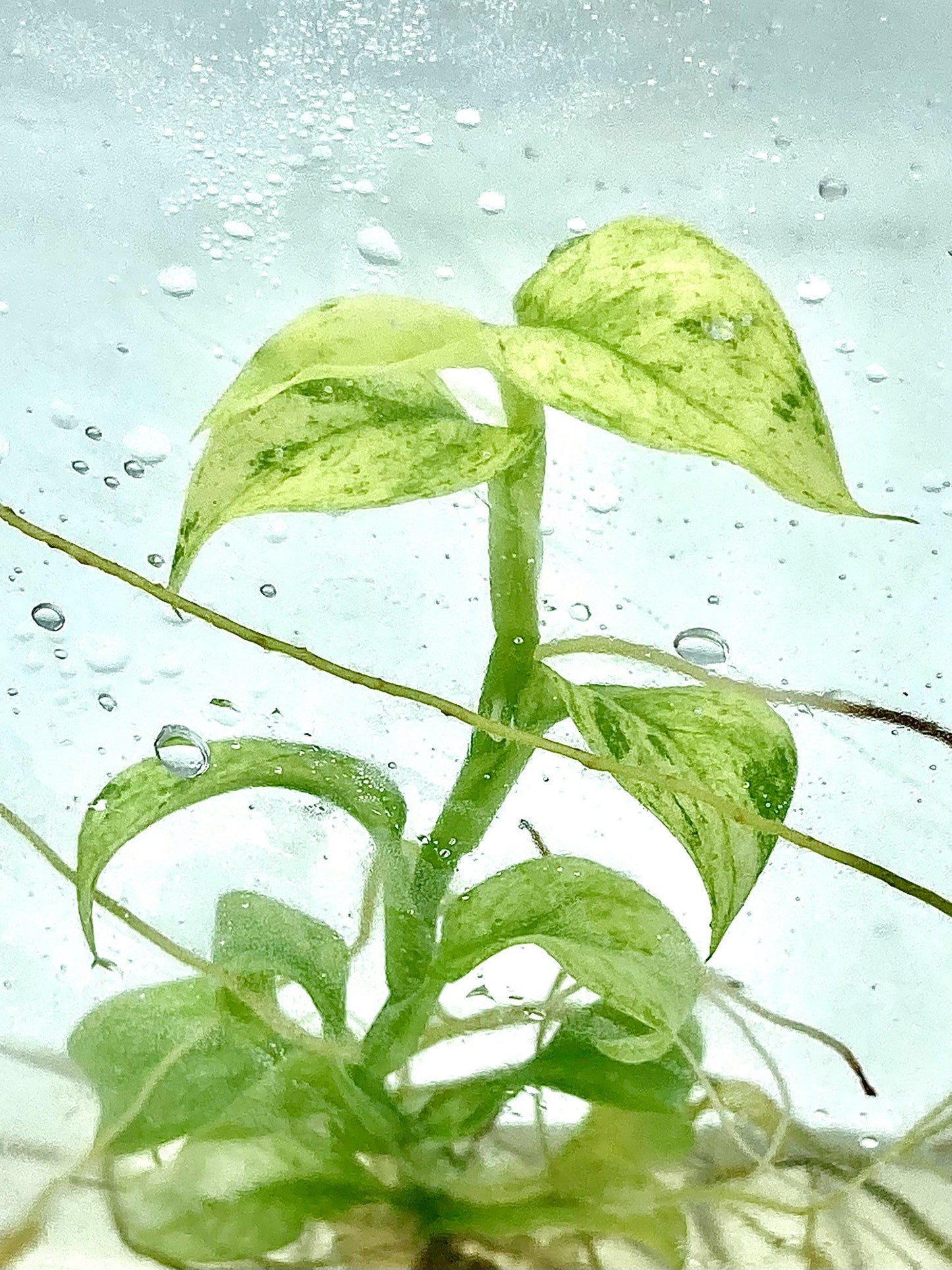Rhaphidophora puberula Variegated Tissue Culture Plants 1 PCS