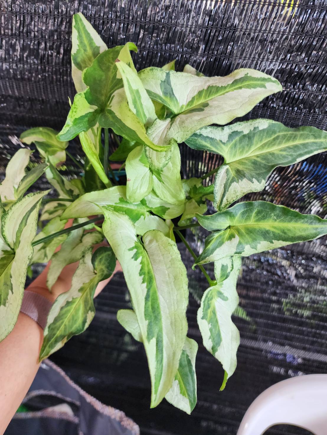 Syngonium Three King Tissue Culture Plants 10 PCS.