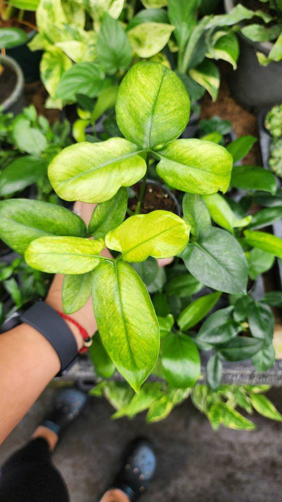 Philodendron Goeldii Mint Tissue Culture Plants 10 PCS.