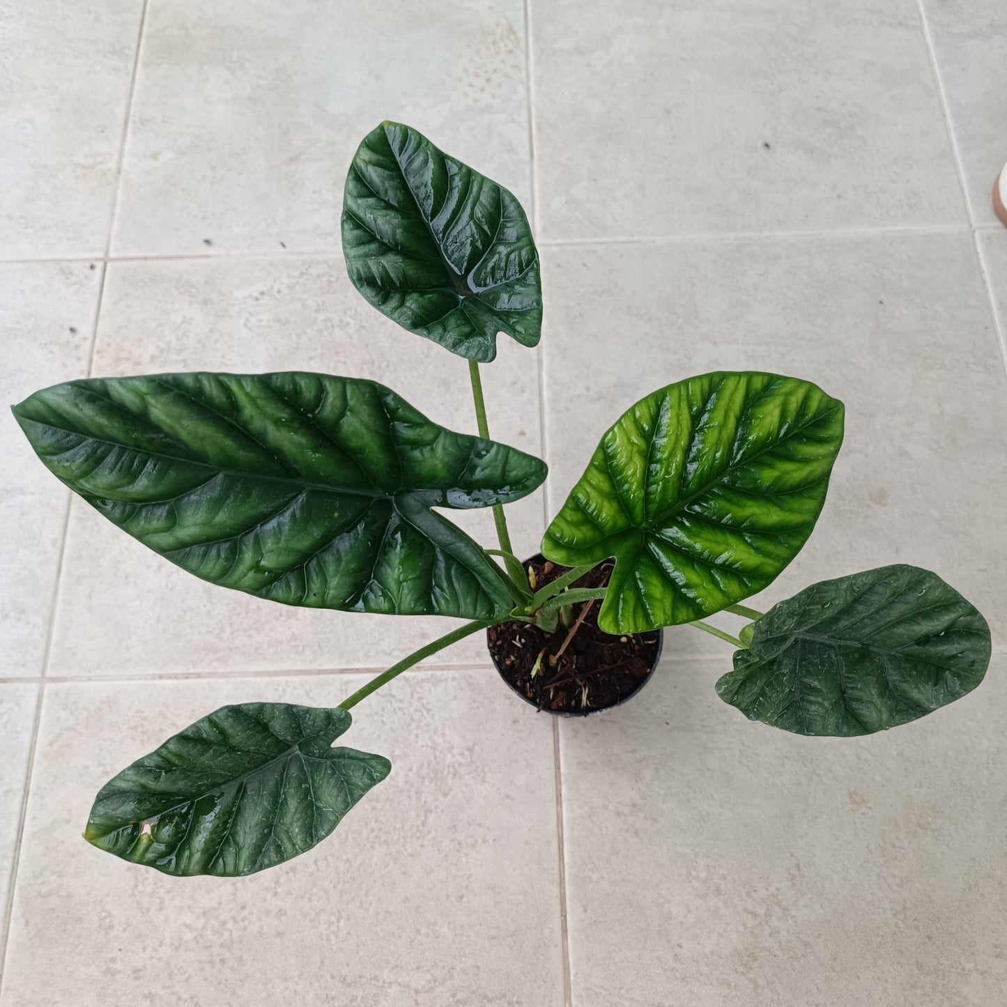 Alocasia Sinuata Tissue Culture Plants 10 PCS.