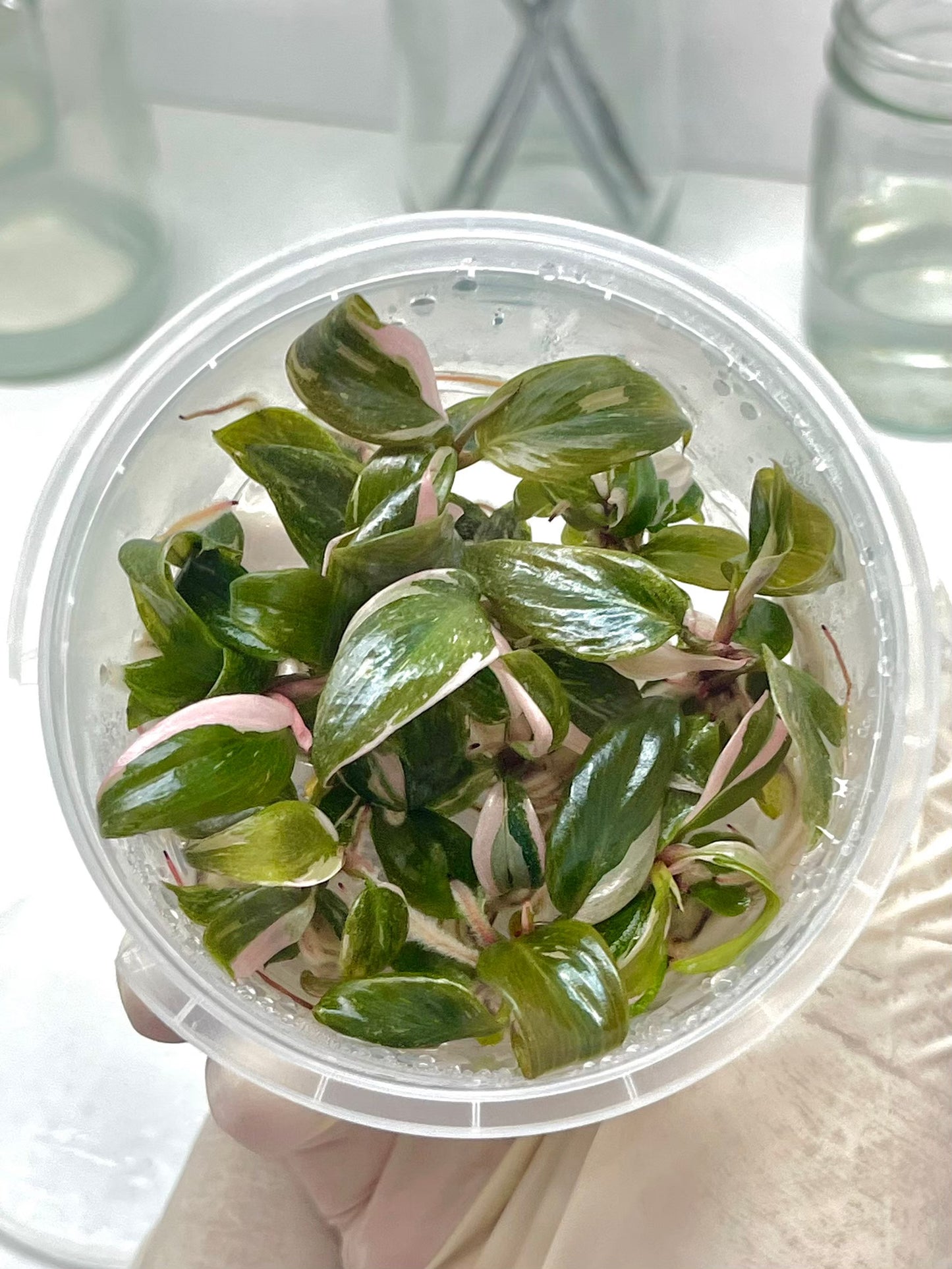 Philodendron Pink Princess Tissue Culture Plants 10 PCS.