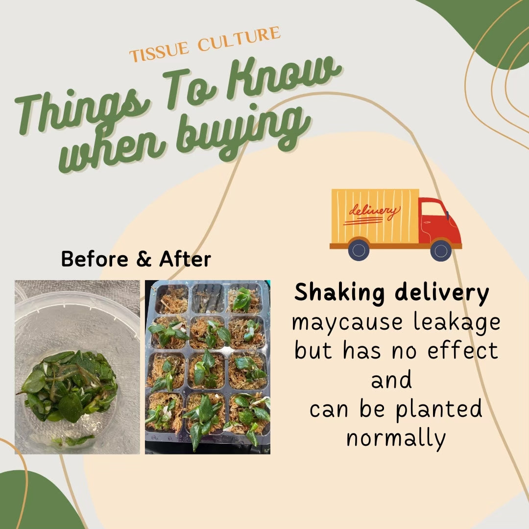 Alocasia Venom Tissue Culture Plant 1 pcs.