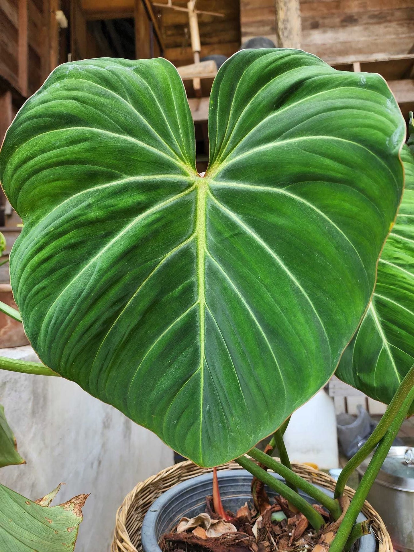 Philodendron Gloriosum Tissue Culture Plants 10 PCS.