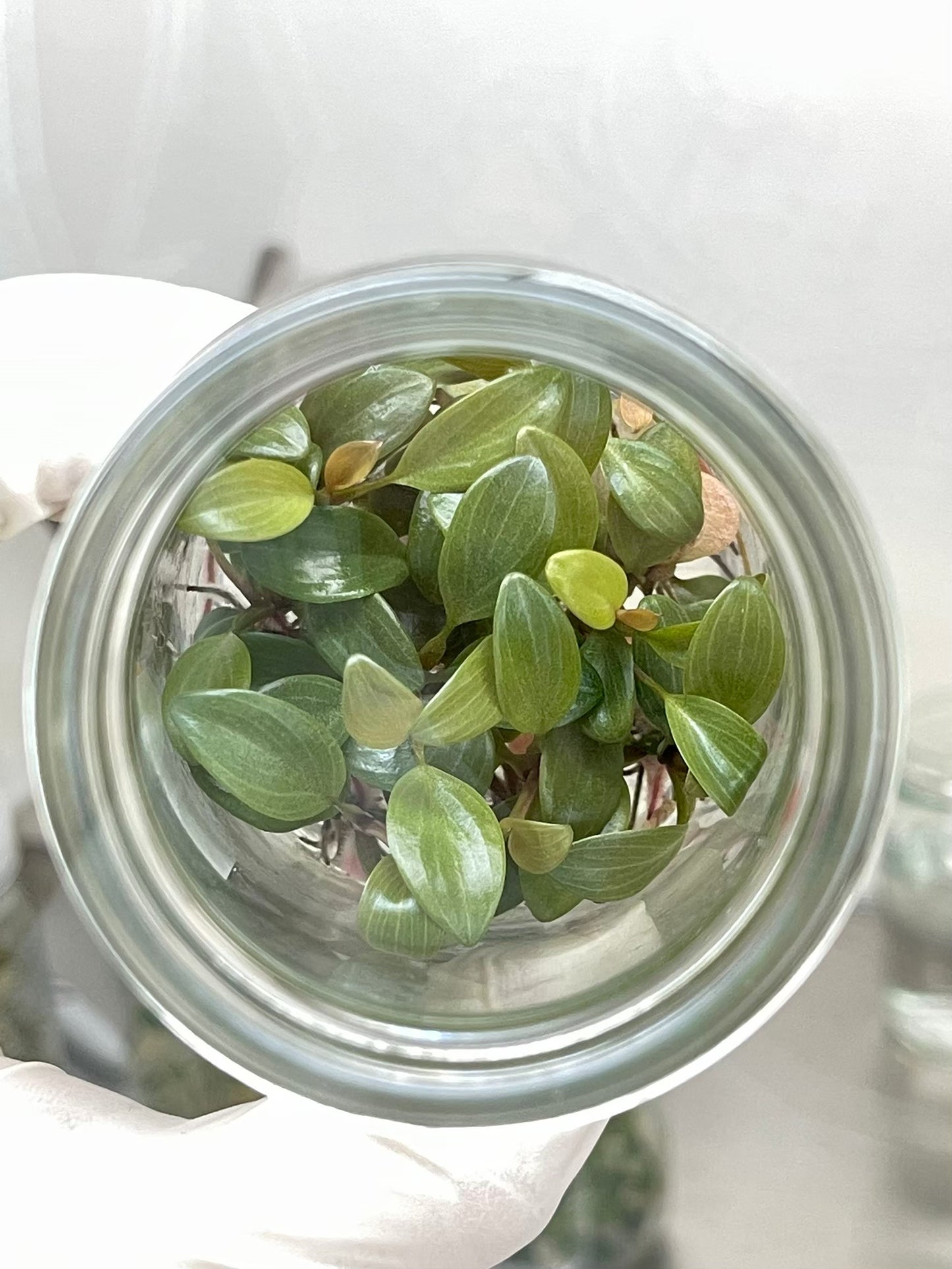 Philodendron Black Cardinal Tissue Culture Plants 10 PCS.
