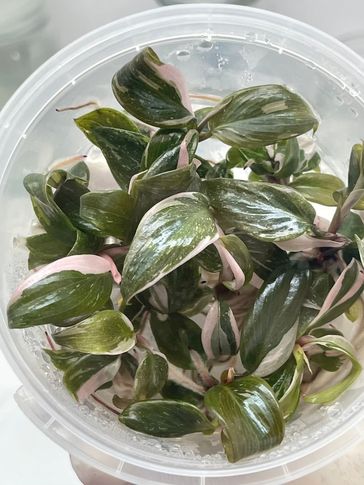Philodendron Pink Princess Tissue Culture Plants 10 PCS.