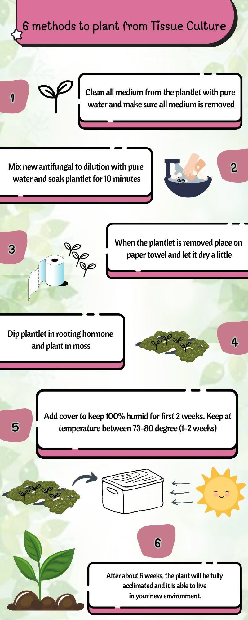 Aglaonema Khumkoon Tissue Culture Plant 1 PCS.