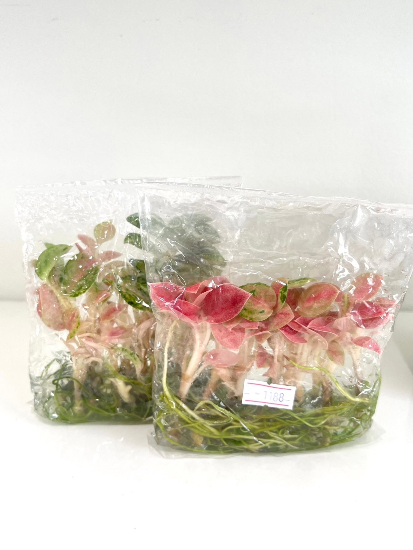 Aglaonema rainbow (Kamlaithong) Tissue Culture Plants 10 PCS.