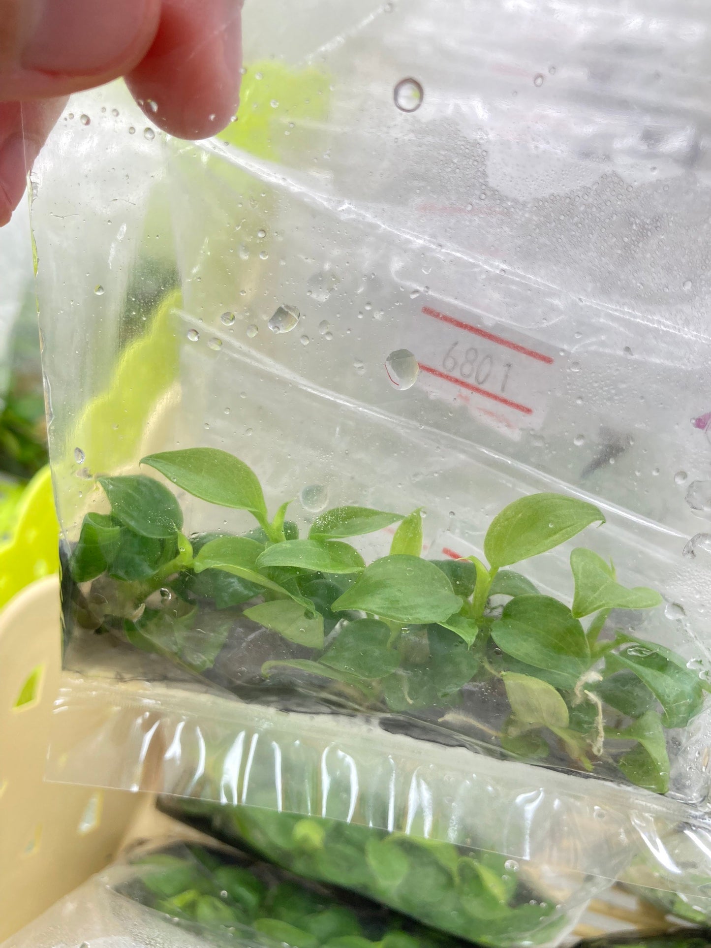 Philodendron rubrijuvenile 'El Choco red' Tissue Culture Plants 10 PCS.