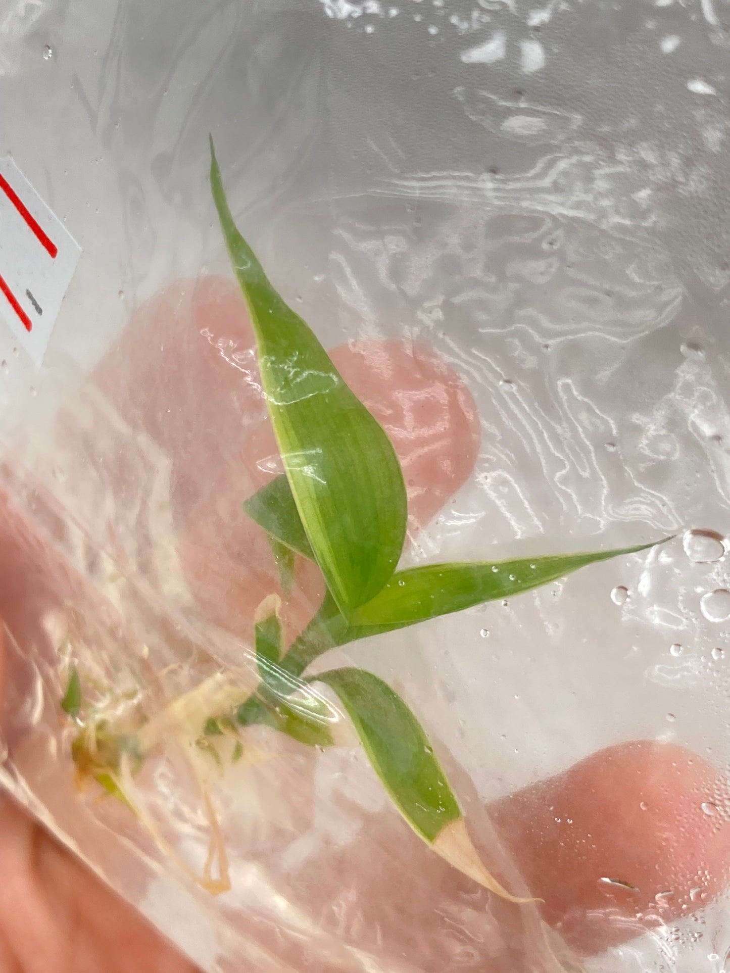 Cordyline fruticosa Ti Tissue Culture Plant 1 PCS