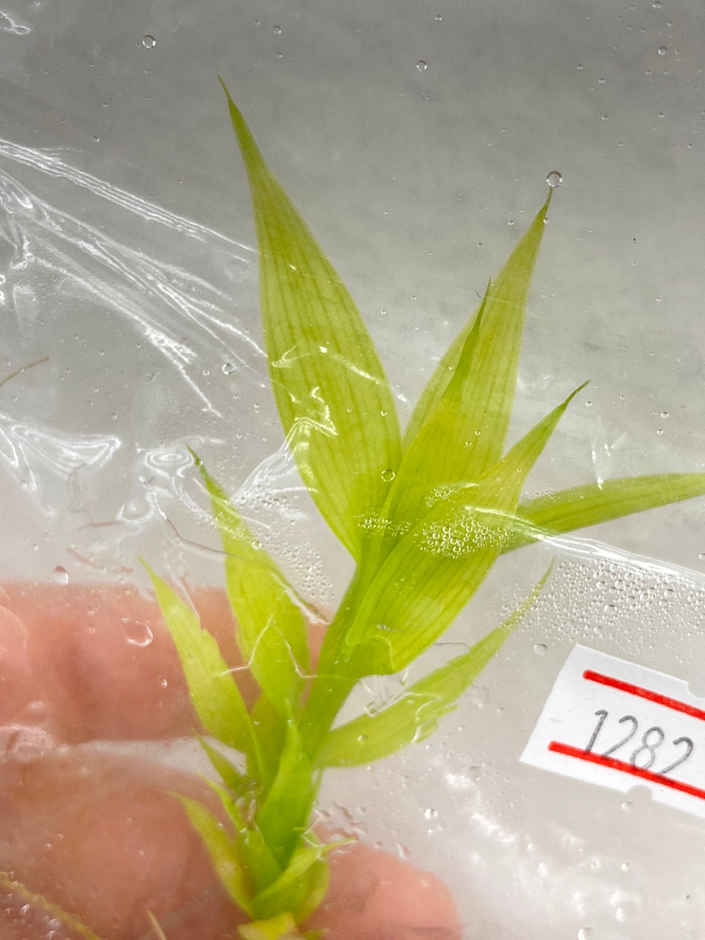 Cordyline fruticosa Ti Tissue Culture Plant 1 PCS